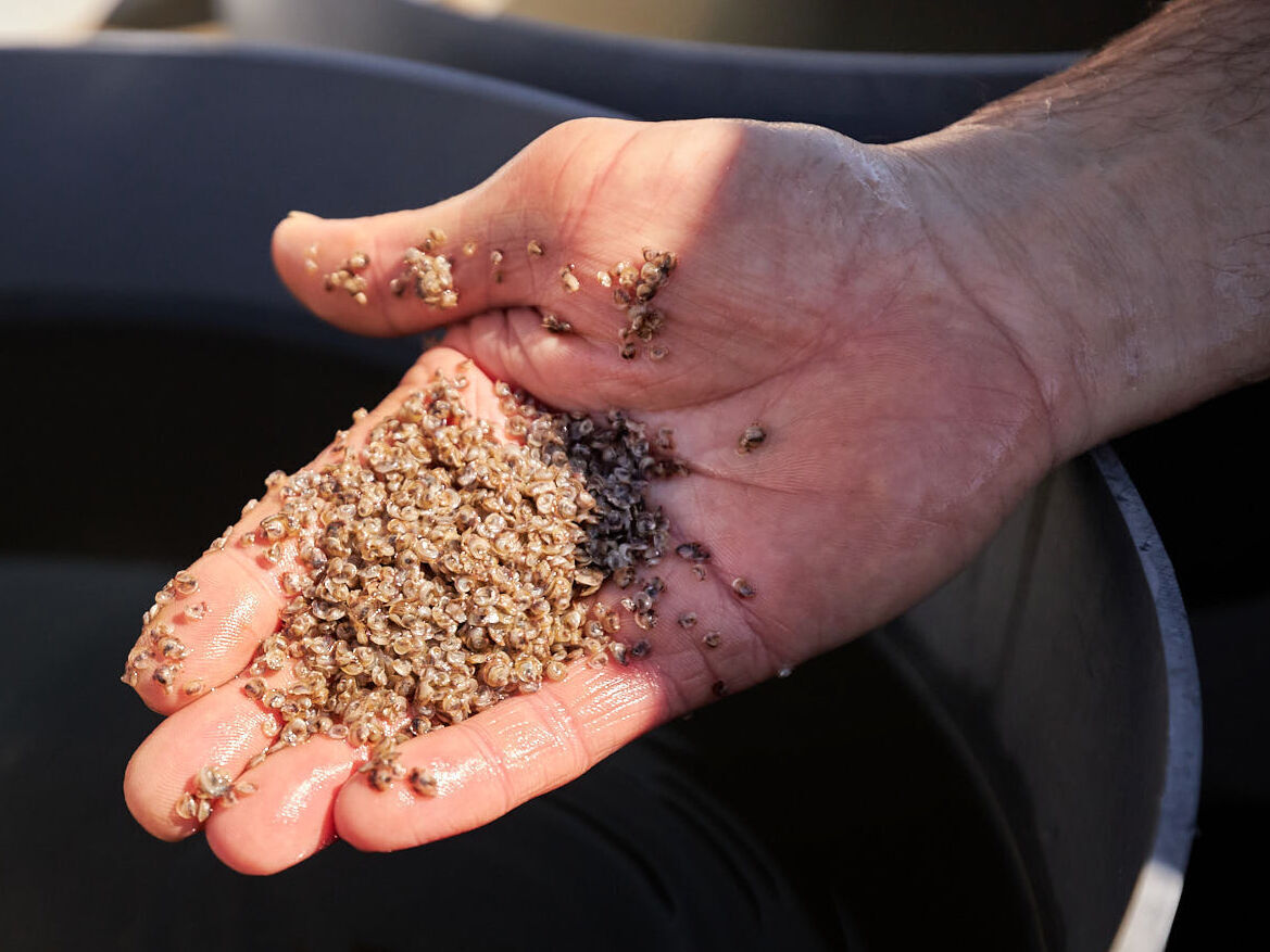 Seed oysters